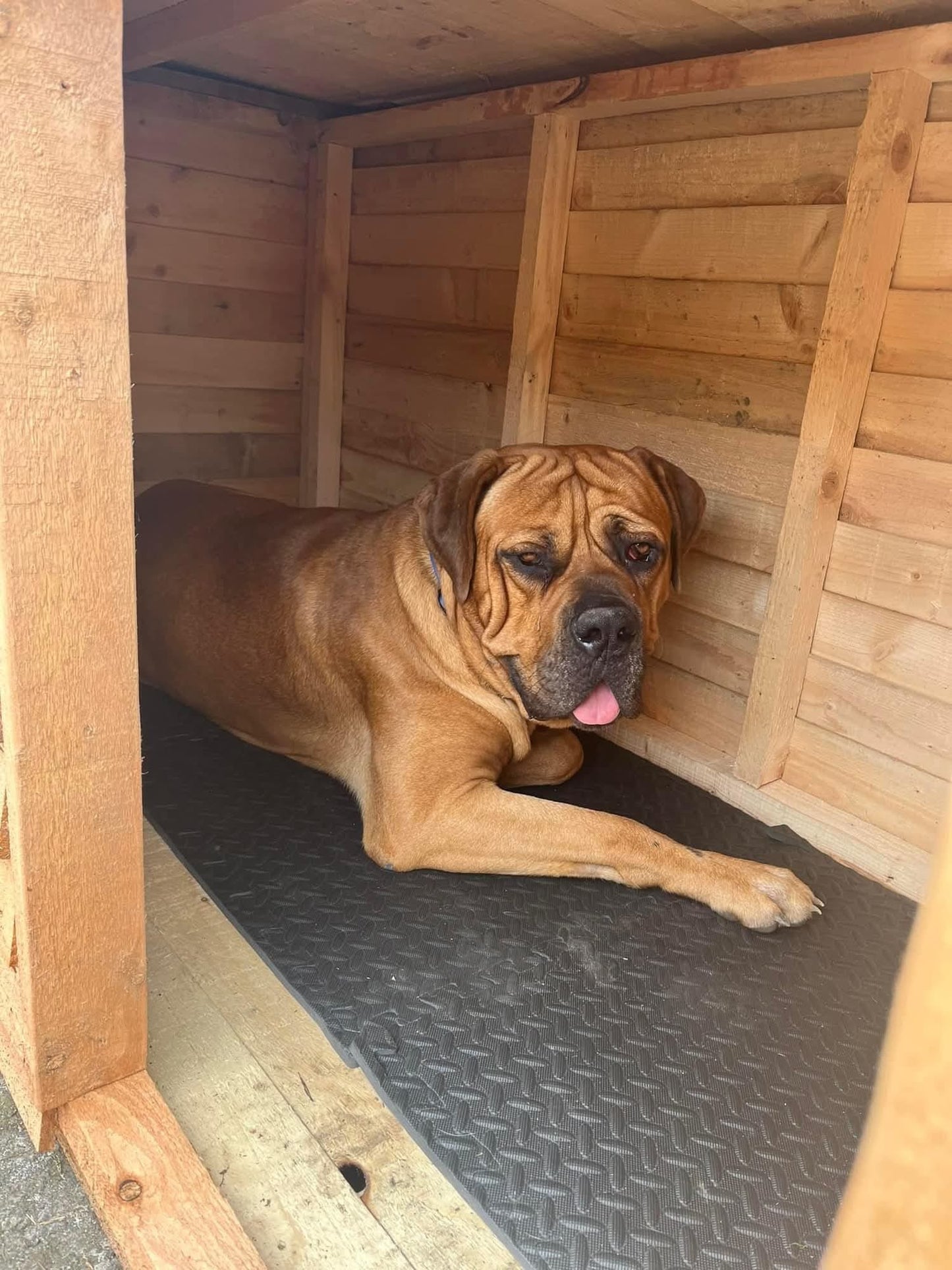 XL Dog Kennel with a porch, Extra Large